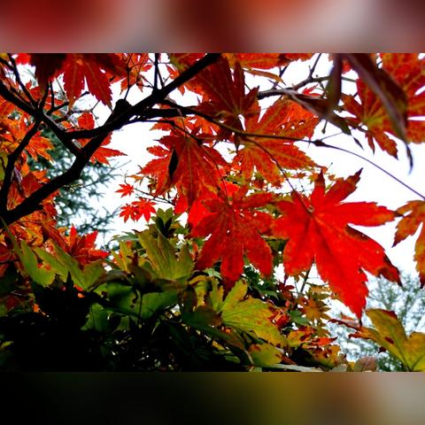 沈阳天气预报40天，气候趋势洞察与生活出行指南
