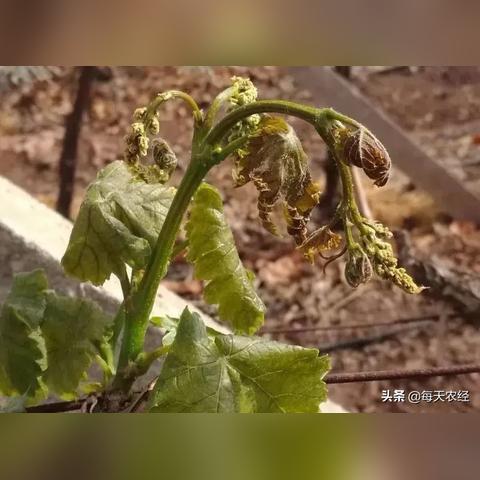 掌上观天象，一款国际天气查询App如何打破地域壁垒，连接全球风云