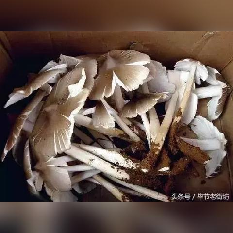 贵州5月份是雨季吗?一文带你了解贵州的雨季特征与旅行贴士 贵州5月份是雨季吗?一文带你了解贵州的雨季特征与旅行贴士