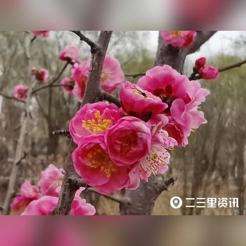 咸阳一周天气，晴雨交替春意渐浓，出行需留意
