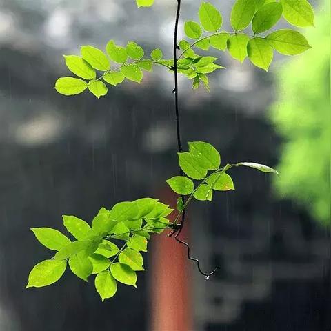 雨落无声
